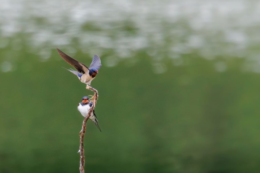 Zwei Schwalben auf einem Ast, einer fliegt, der andere sitzt ruhig. Grüner Hintergrund.