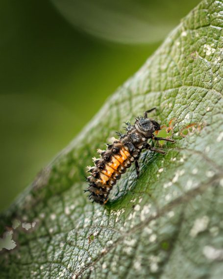 Schwarze Larve mit orangefarbenen Streifen auf einem grünen Blatt.