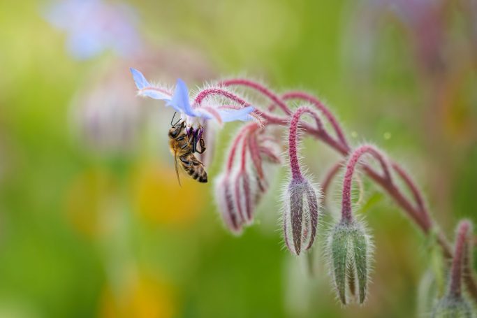 Biene sitzt auf einer blauen Blüte mit grünen und bunten Hintergrund.