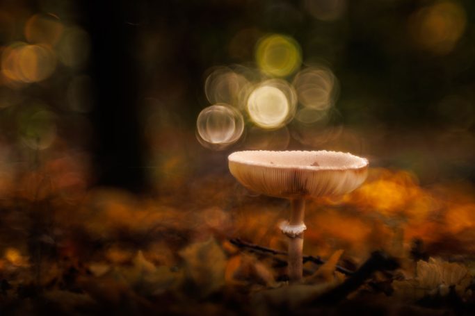 Ein Pilz auf einem bunten Laubboden im Wald mit unscharfem Hintergrund.