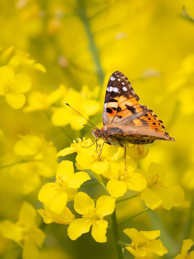Marienkäfer mit rot-orangefarbenem Körper und schwarzen Punkten auf einem grünen Blatt.