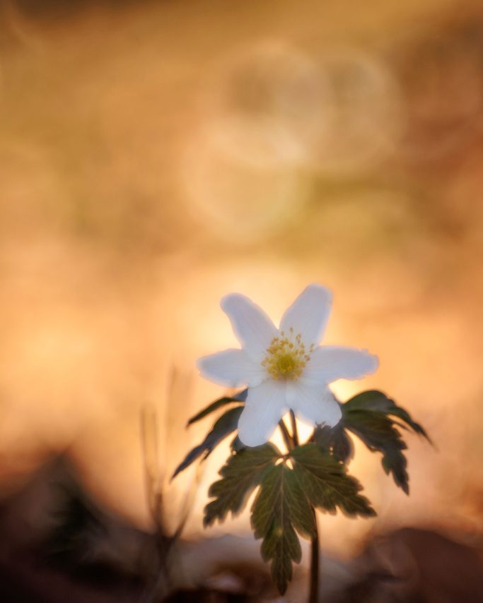 Eine weiße Blume mit gelbem Zentrum vor einem unscharfen, goldenen Hintergrund.