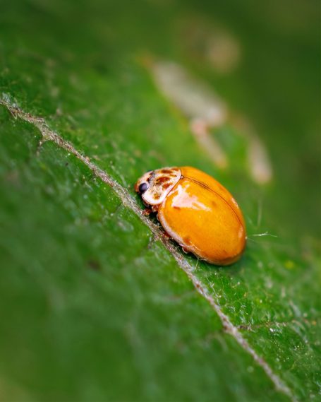Kleiner, orange Käfer auf einem grünen Blatt.