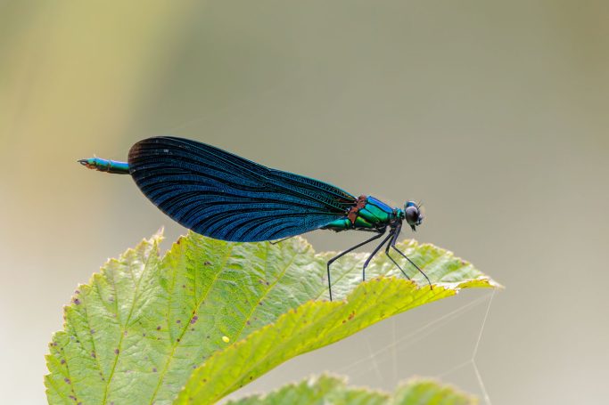 Eine schillernde, blau-grüne Libelle sitzt auf einem grünen Blatt.