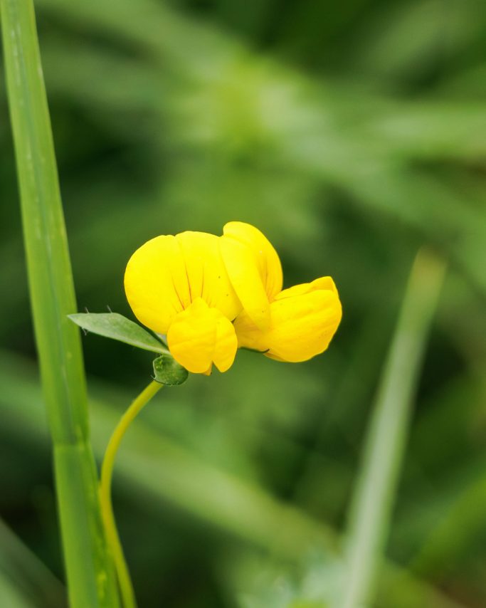 Gelbe Blüte mit gekrümmten Blütenblättern, umgeben von grünem Gras.