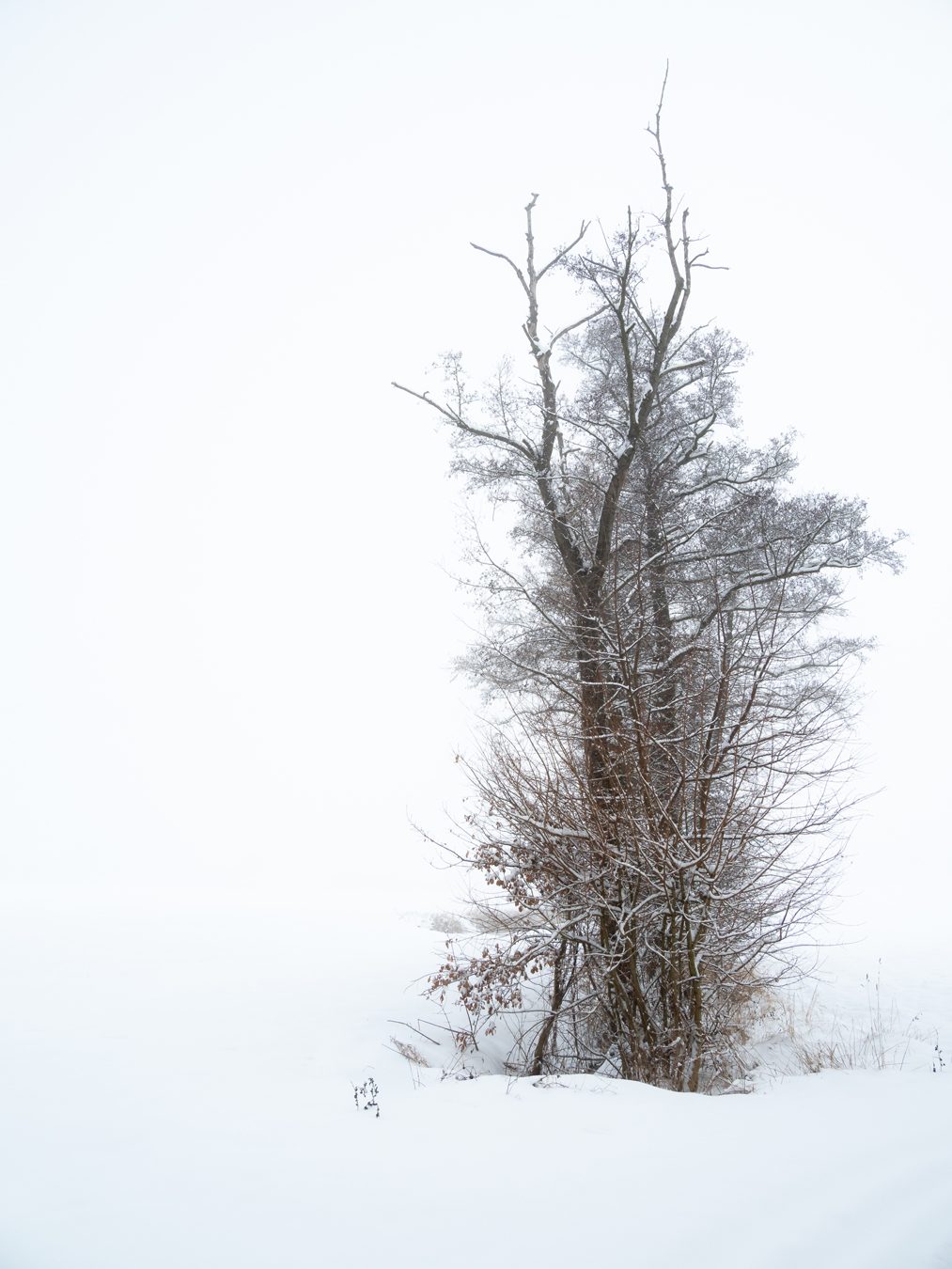 Minimalismus im Schnee Ein kahler Baum in einer schneebedeckten, nebligen Landschaft.