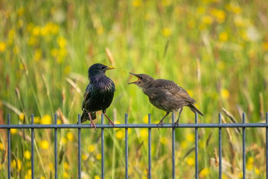 Zwei Vögel auf einem Zaun, einer fordert Futter vom anderen vor einer blühenden Wiese.