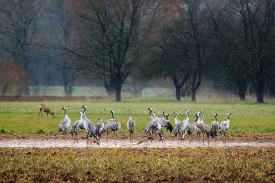 Eine Gruppe von Kranichen in einem feuchten Feld, umgeben von Bäumen.