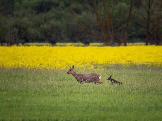 Ricke mit Kitz Zwei Rehe laufen durch eine grüne Wiese, im Hintergrund leuchten gelbe Blumen.
