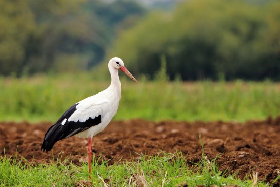 Ein Storch steht auf einem frisch gepflügten Feld vor einem grünen Hintergrund.