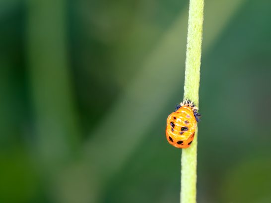 Marienkäfer Puppe Ein orangefarbener Käfer mit schwarzen Punkten krabbelt an einem grünen Stängel.
