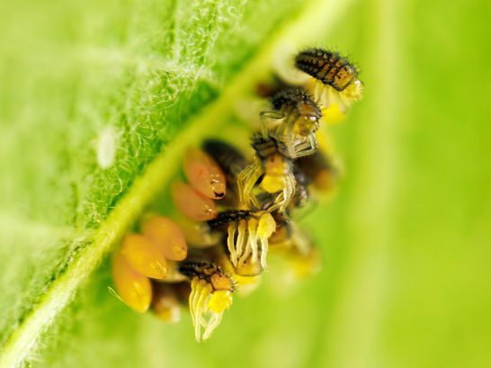 Hello World Eine Gruppe von kleinen Insekten auf einem grünen Blatt, nahe beieinander.