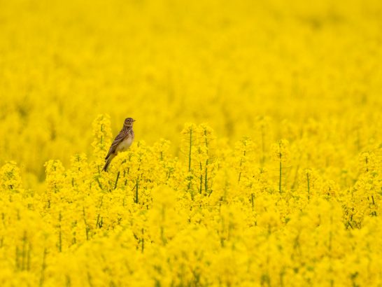 Feldlerche Ein Vogel steht in einem leuchtend gelben Rapsfeld.