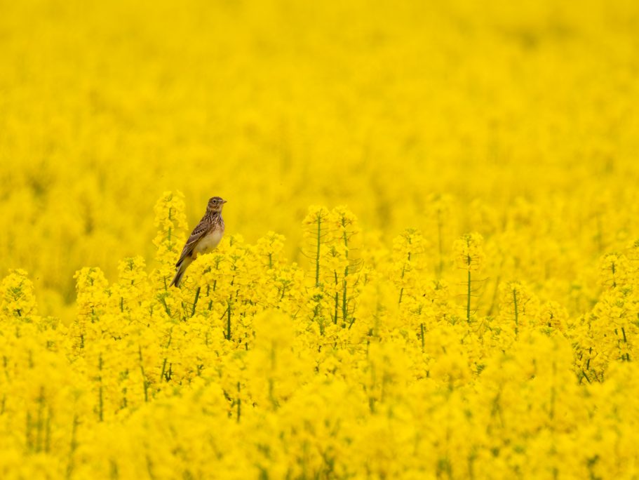 Feldlerche Ein kleiner Vogel steht in einem weiten, blühenden Rapsfeld.