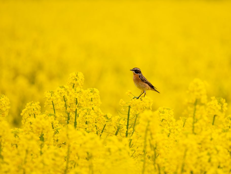 Braunkehlchen Ein Vogel steht in einem leuchtend gelben Rapsfeld.