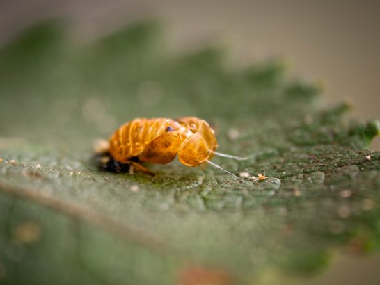 Leere Schlupfhülle Eine orangefarbene Insektenlarve auf einem grünen Blatt.