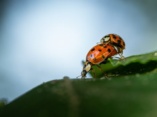 Glücksgefühle Zwei Marienkäfer paaren sich auf einem Blatt.