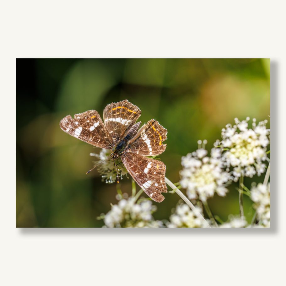 Ein brauner Schmetterling sitzt auf weißen Blüten in einer grünen Umgebung.