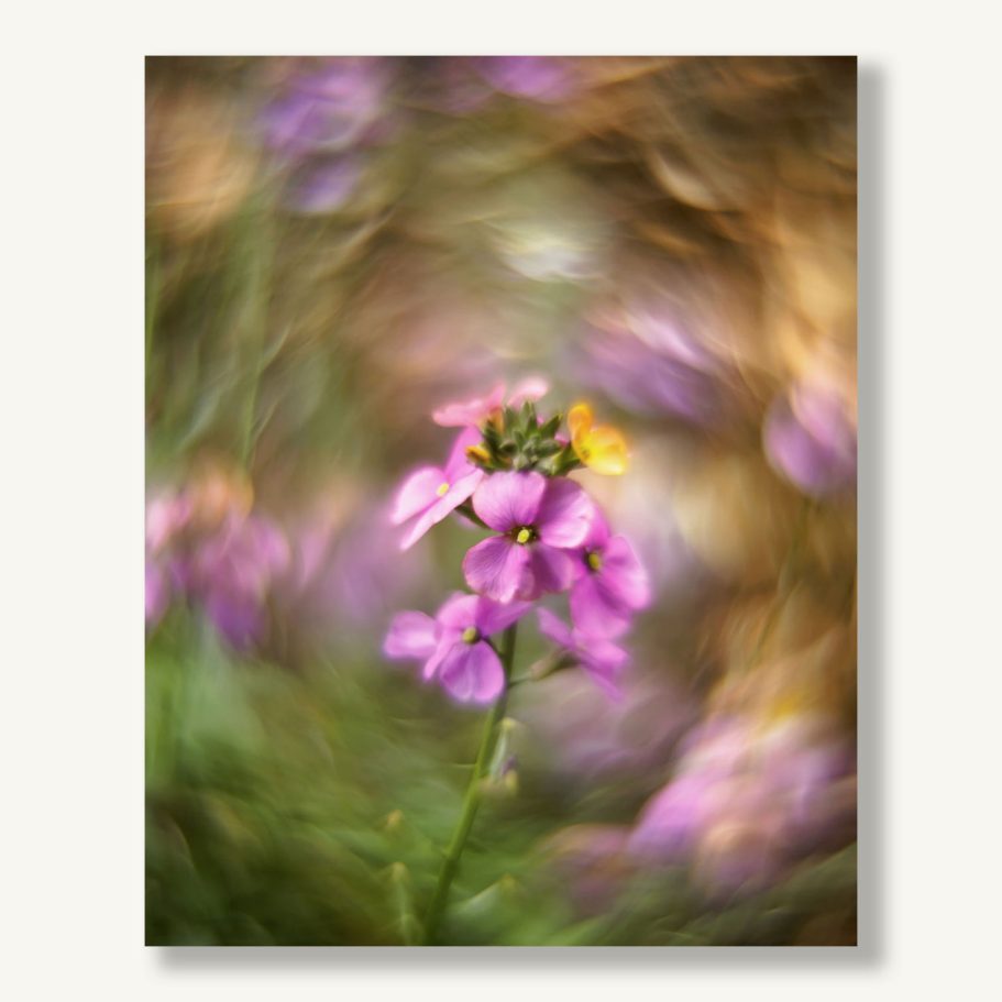 Unscharfes Bild einer violetten Blume mit verschwommenem, buntem Hintergrund.