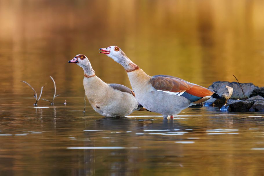 Zwei Nilgänse stehen am Ufer eines Gewässers vor spiegelndem Wasser.