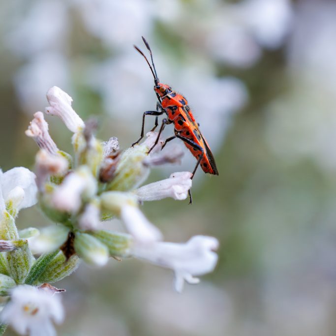 Roter Käfer mit schwarzen Punkten, sitzt auf einer blühenden Pflanze.