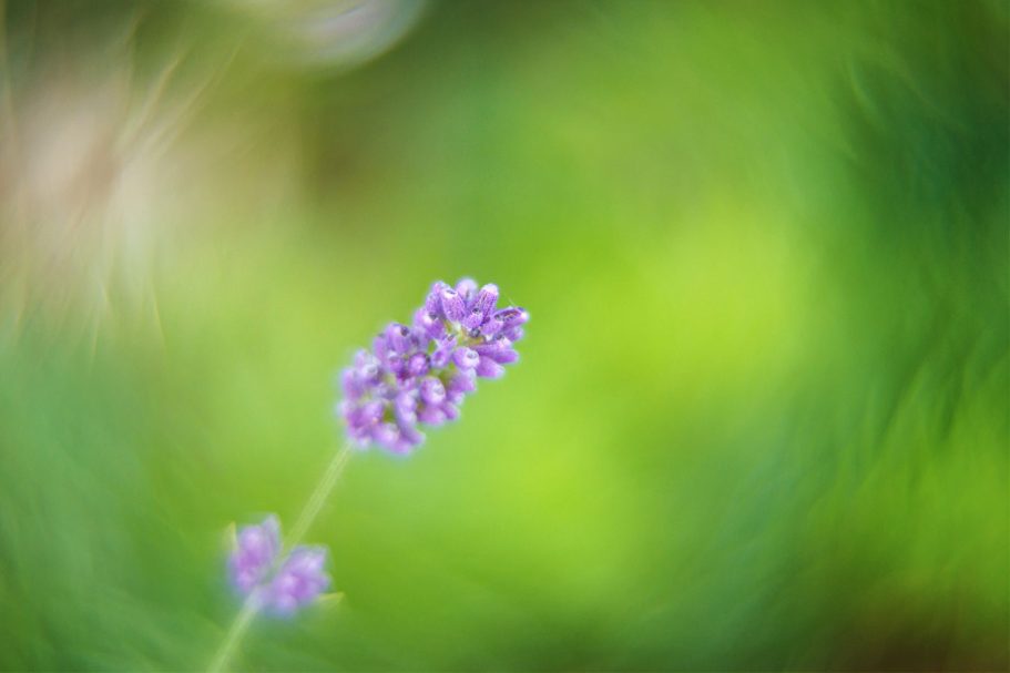 Lila Blüte auf unscharfem grünem Hintergrund.